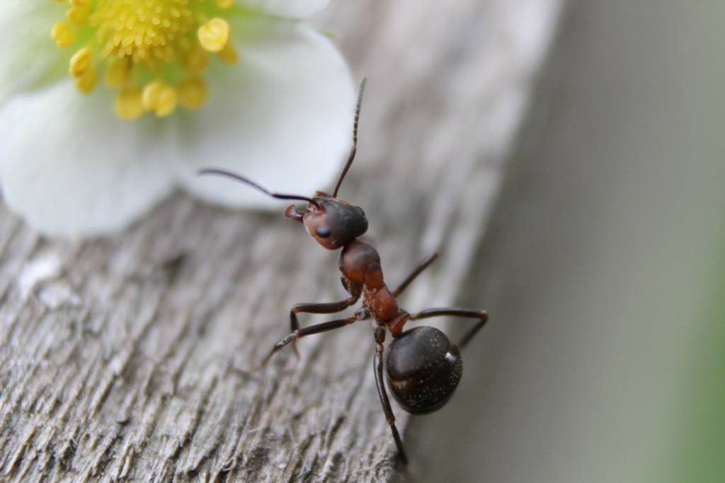 Macro reddish-brown ant walking on weathered wood near a blurred white flower.