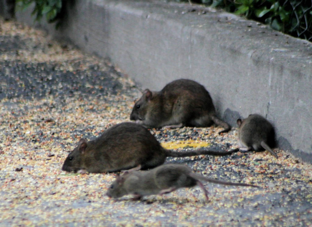 Four rats foraging for grain along an urban pavement curb.