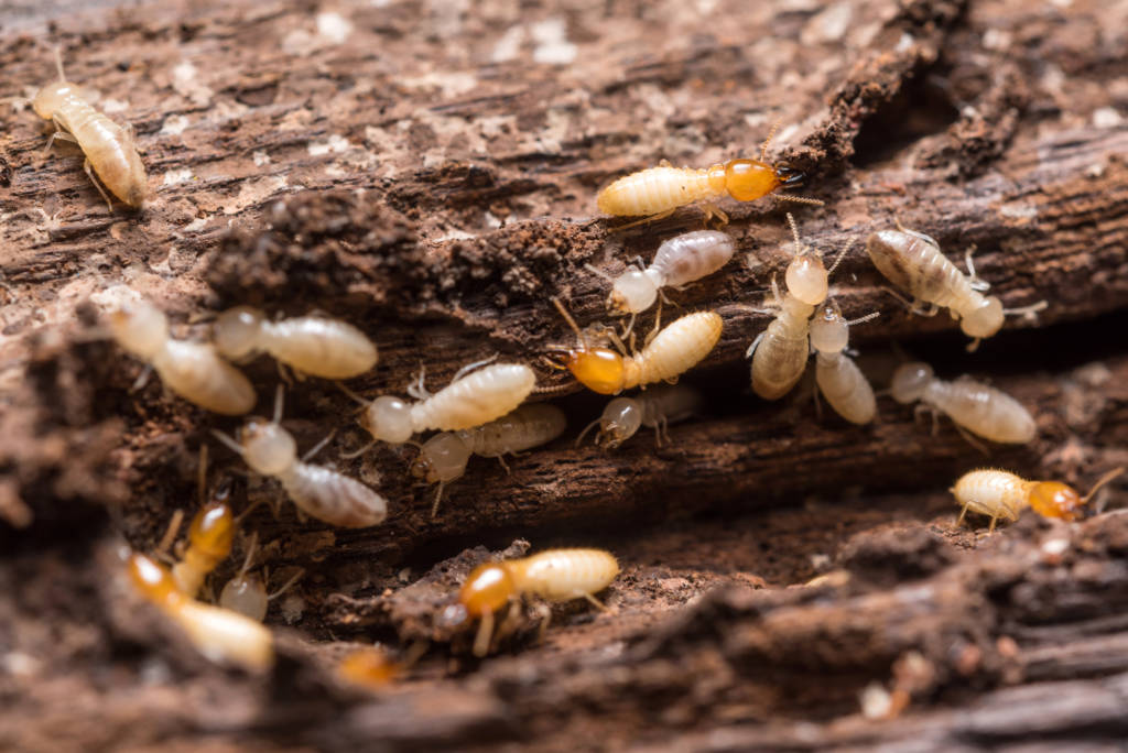 Pale termites feeding on damaged wood fibers in close-up