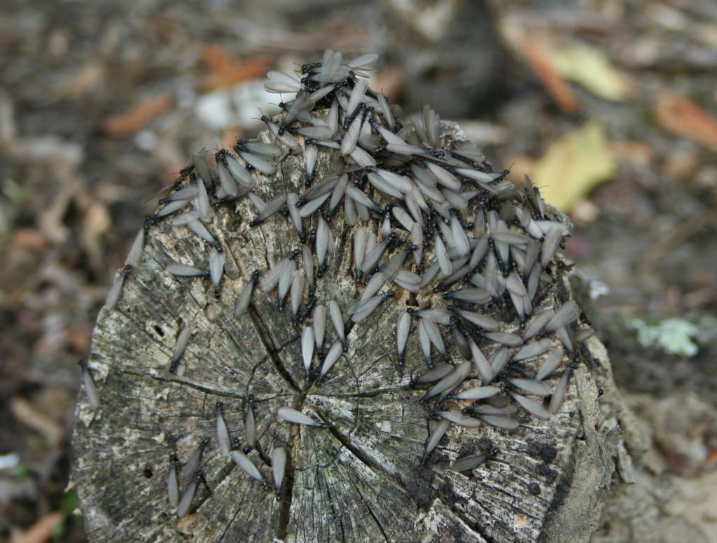 Winged seeds scattered across a weathered tree stump in a quiet woodland scene