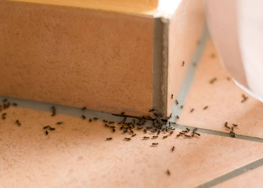 Black ants trailing along tile floor grout near a wooden cabinet.