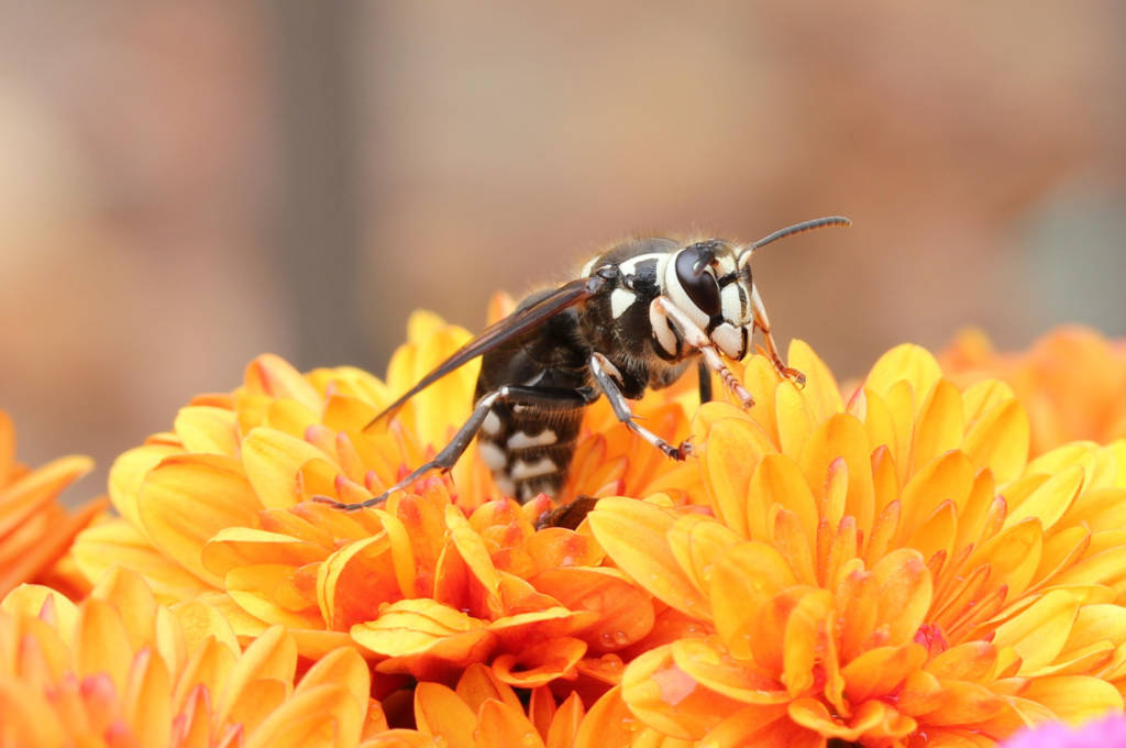 Bald-faced hornet on flowers -- Long Island hornet removal by Brennan Pest Control