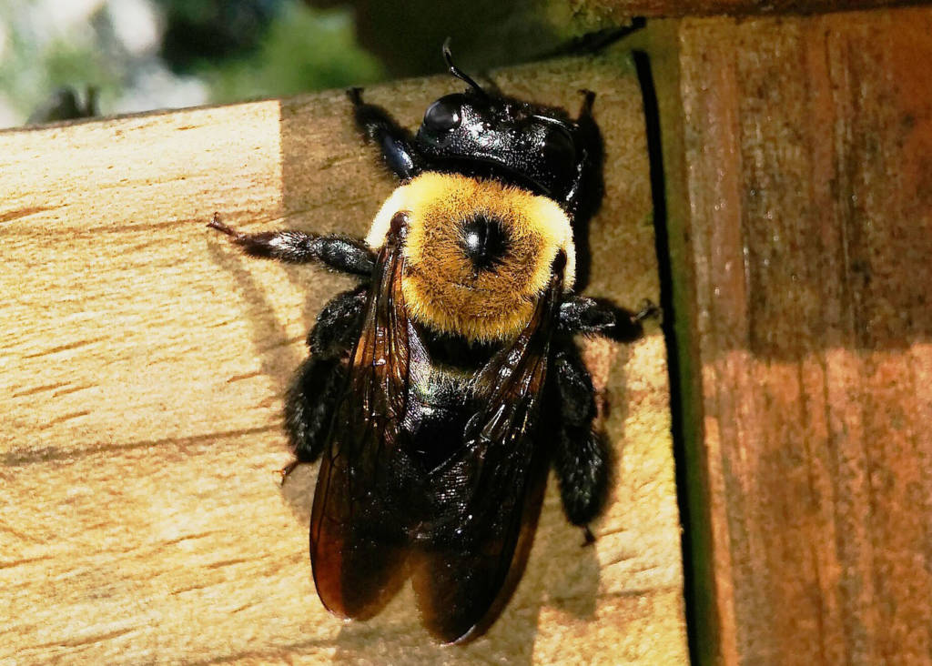 Close-up of a fuzzy bumblebee clinging to sunlit wooden boards