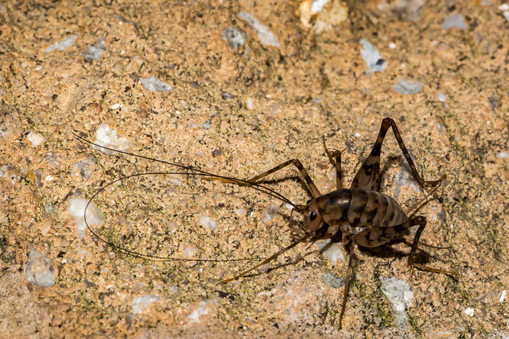 Long-legged harvestman arachnid resting on coarse sandy ground
