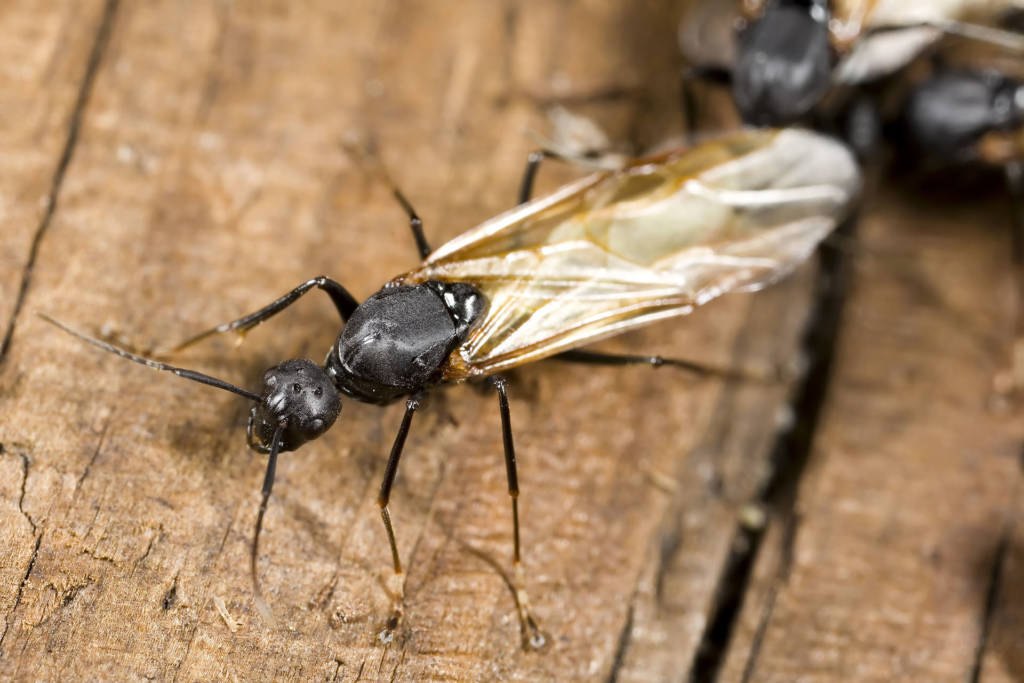 Black winged ant on weathered wood in close-up macro.