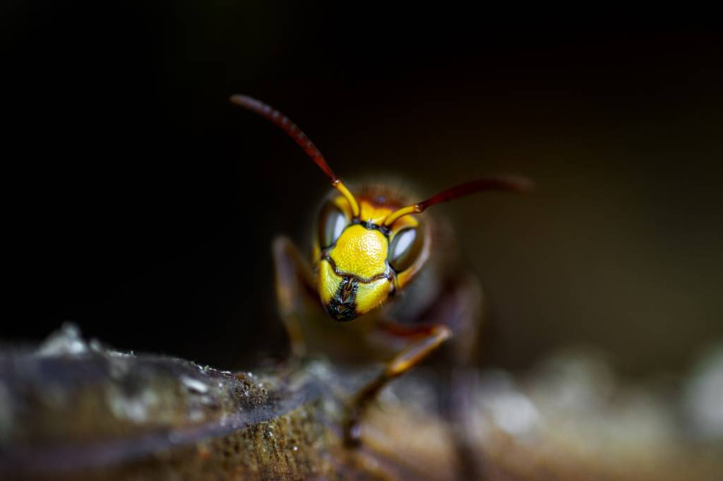 Macro portrait of a yellowjacket wasp with vivid yellow face and glossy eyes