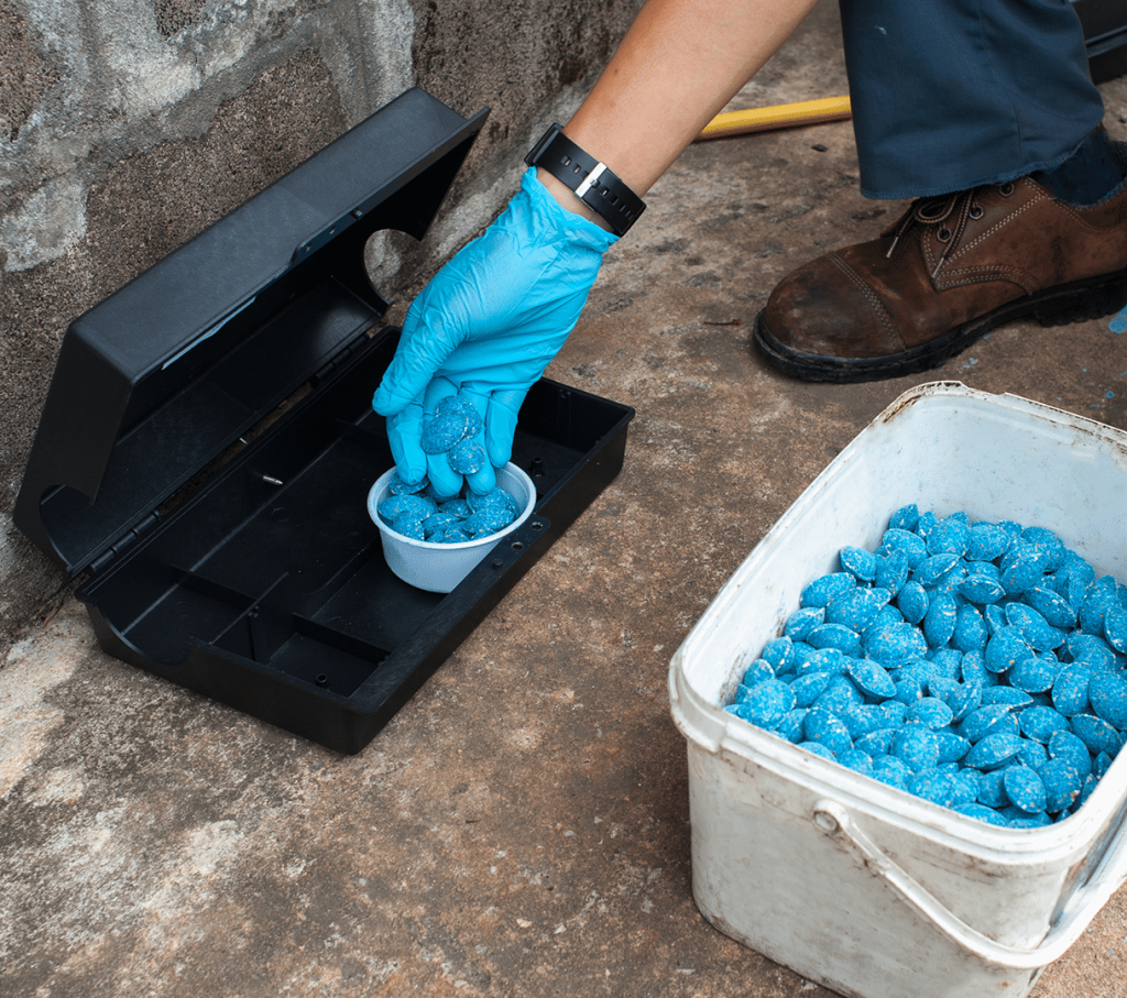 Gloved technician fills outdoor rodent bait station with blue pellets