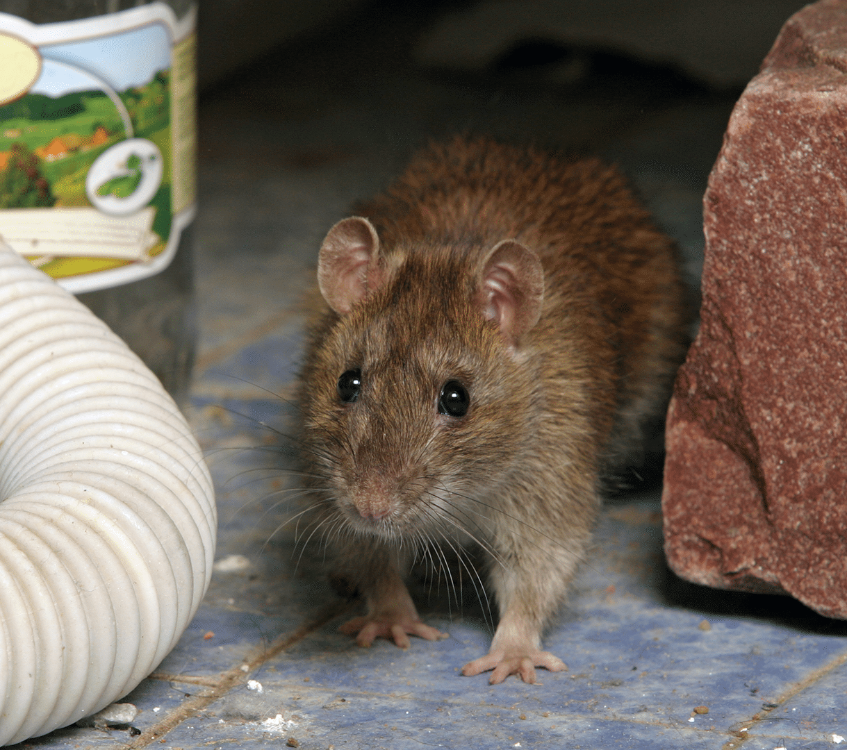 Curious brown rat on blue tile beside a brick and coiled hose