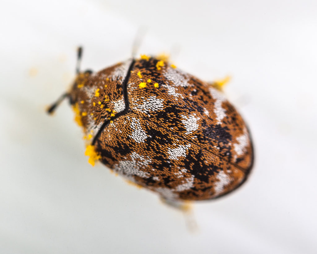 Pollen-dusted carpet beetle macro on white background