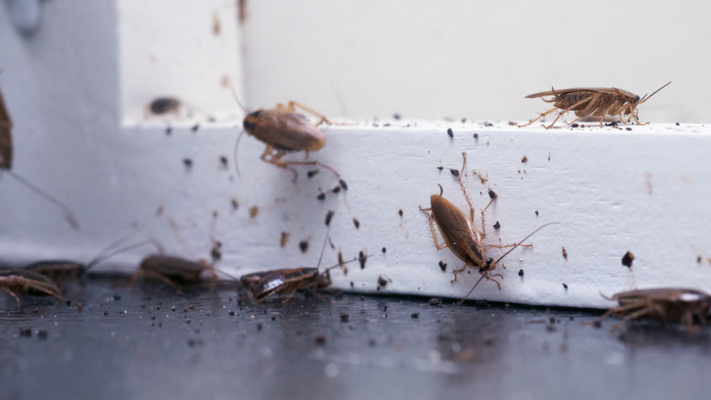 Cockroaches and droppings along a white window frame and countertop seam