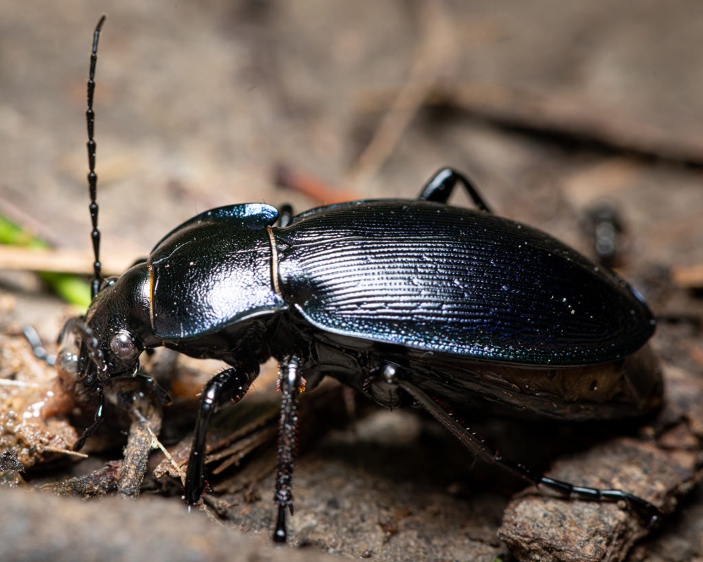 Glossy black ground beetle crawling on leaf litter in close-up