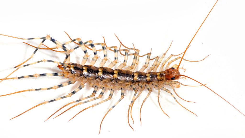 House centipede close-up for pest control identification on white background
