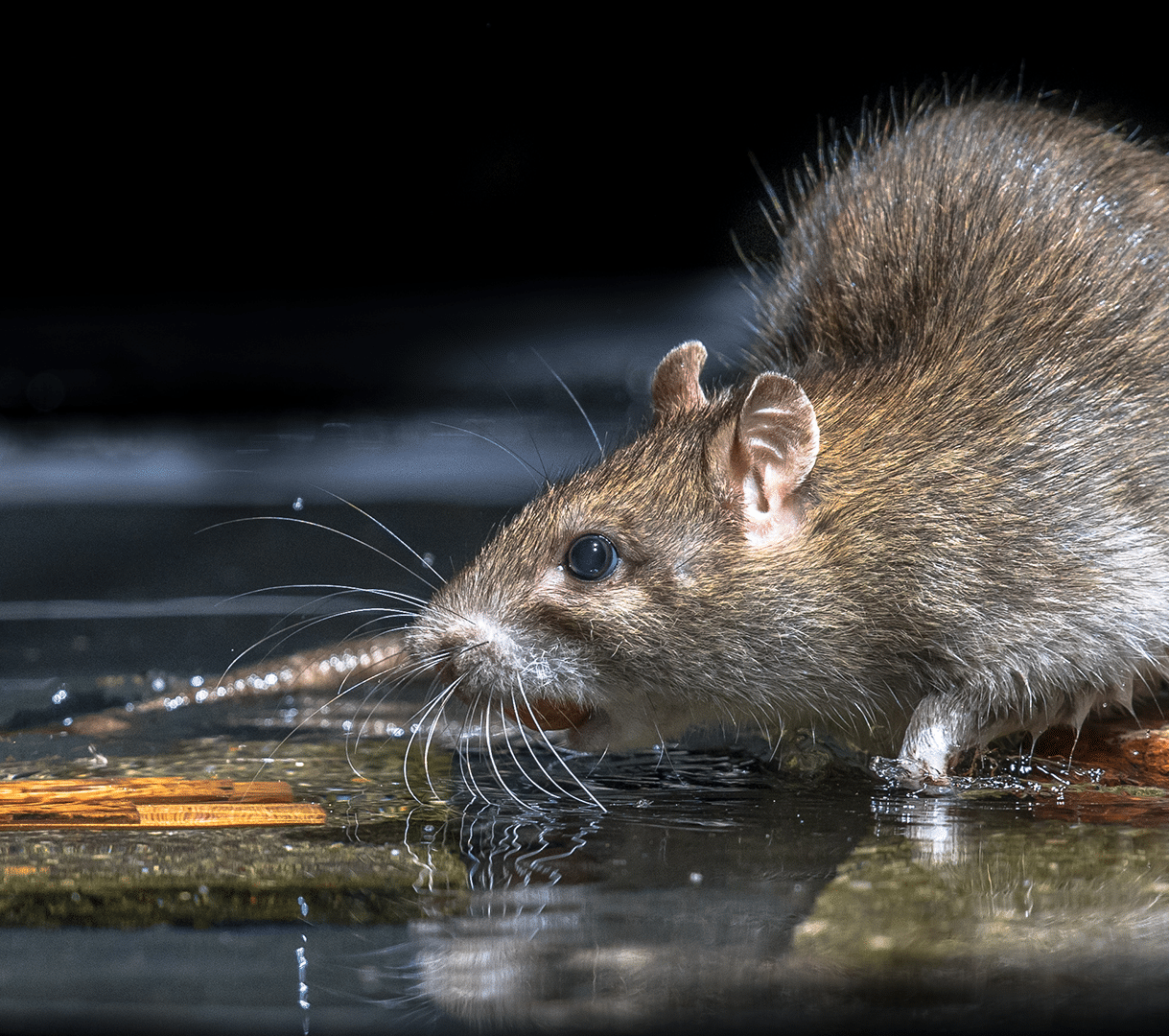 Brown rat drinking water close-up with whiskers reflected in a shallow pool.