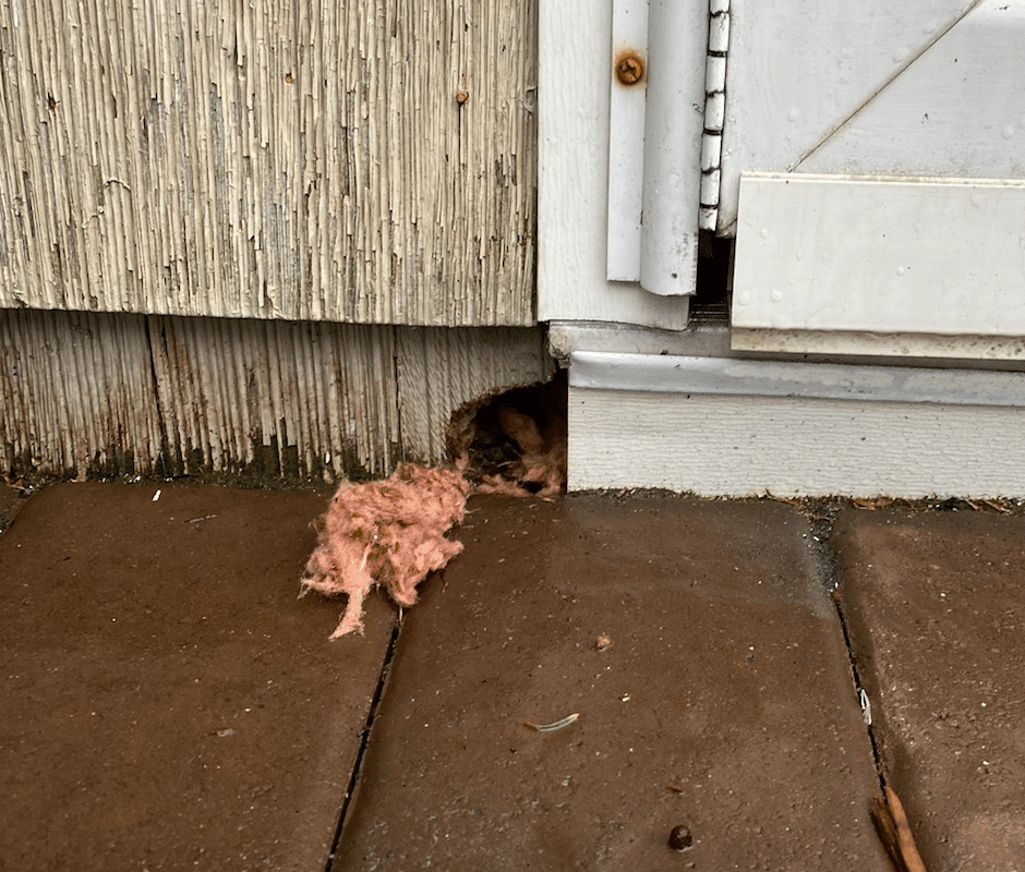 Rat peeking from hole in wall insulation beside exterior doorway