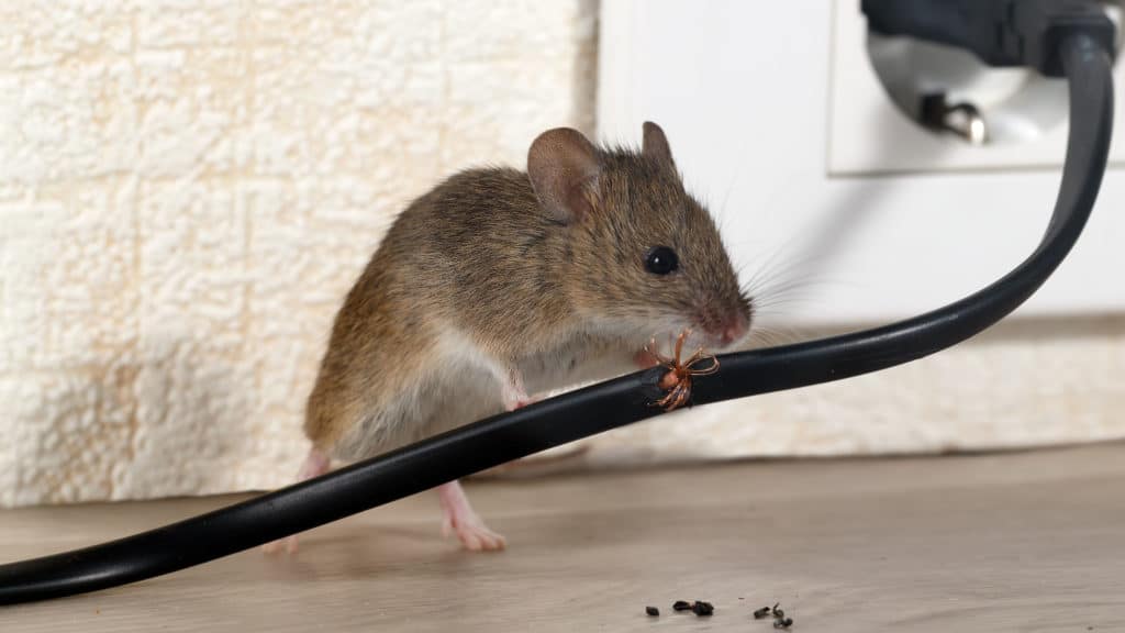 Brown mouse gnawing electrical cable near wall outlet with droppings on apartment floor