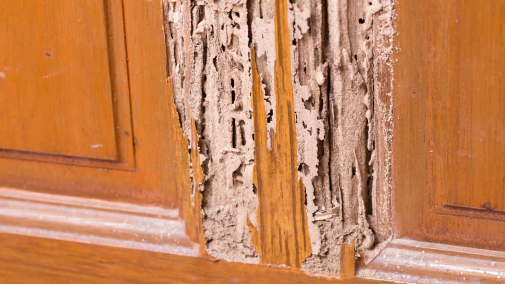 Severe termite damage on wooden door with hollowed tunnels and splintered wood