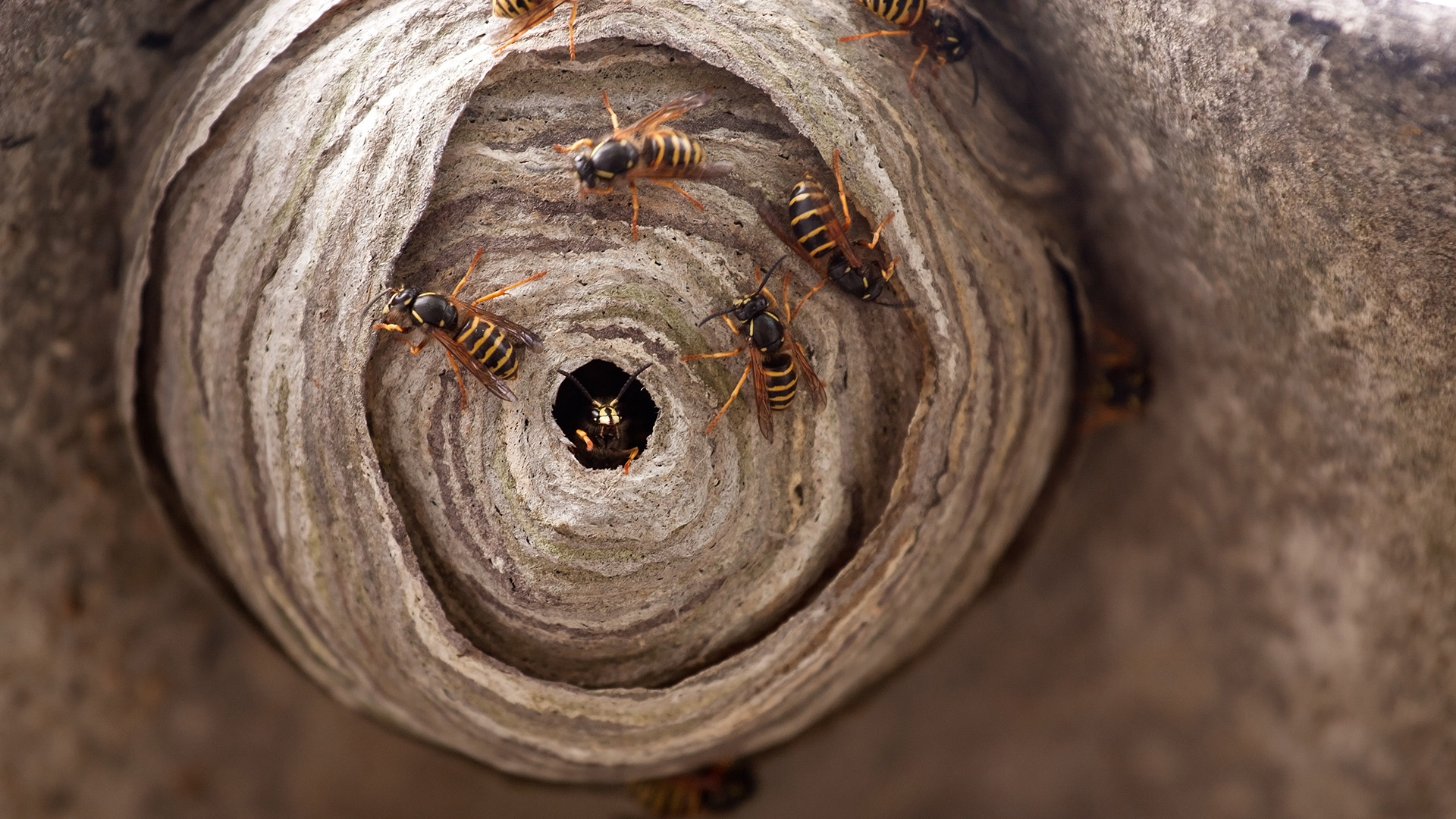 Macro close-up of paper wasp nest with concentric layers and crawling wasps