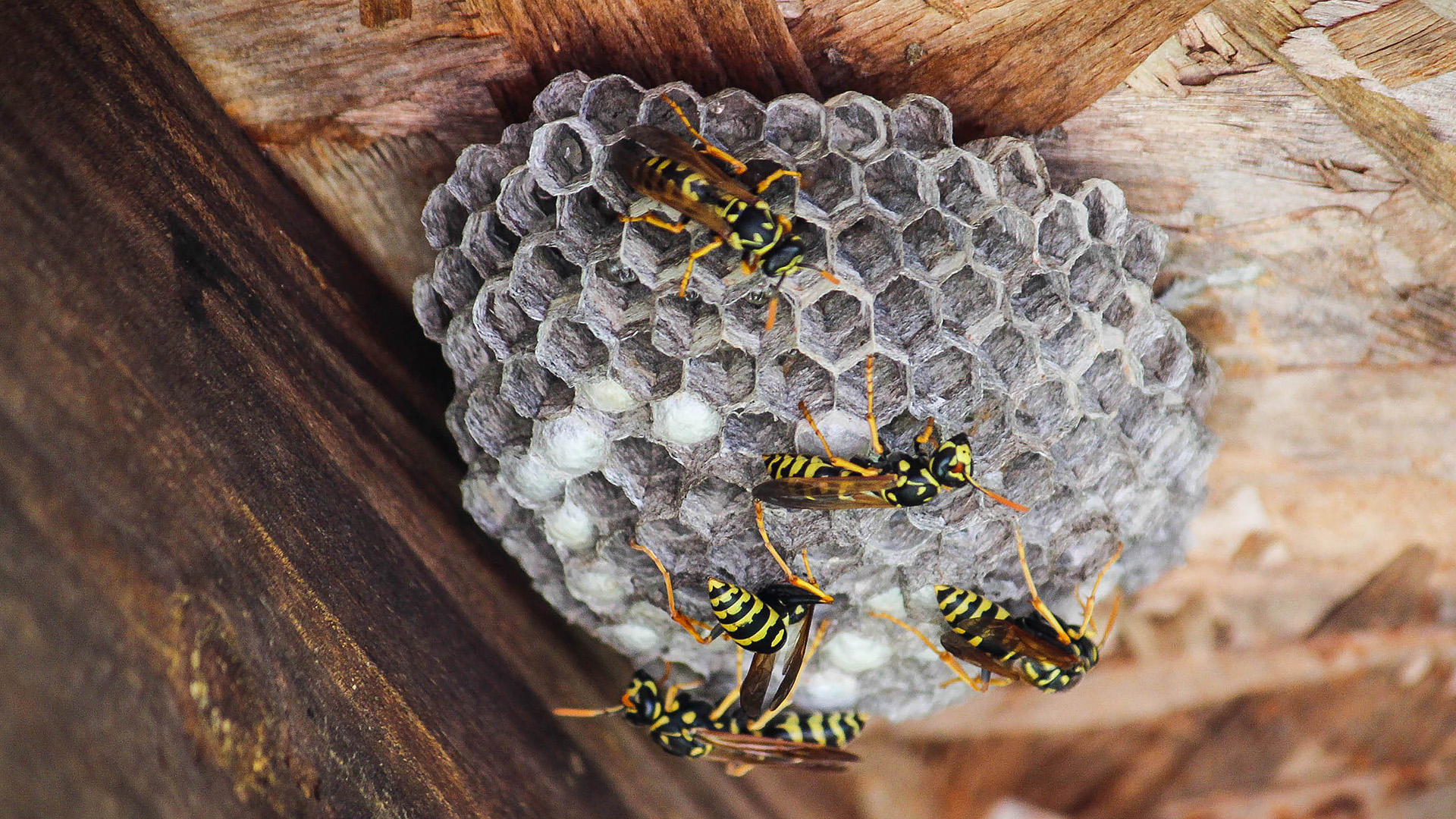 Paper wasps tending hexagonal nest under a weathered wooden eave