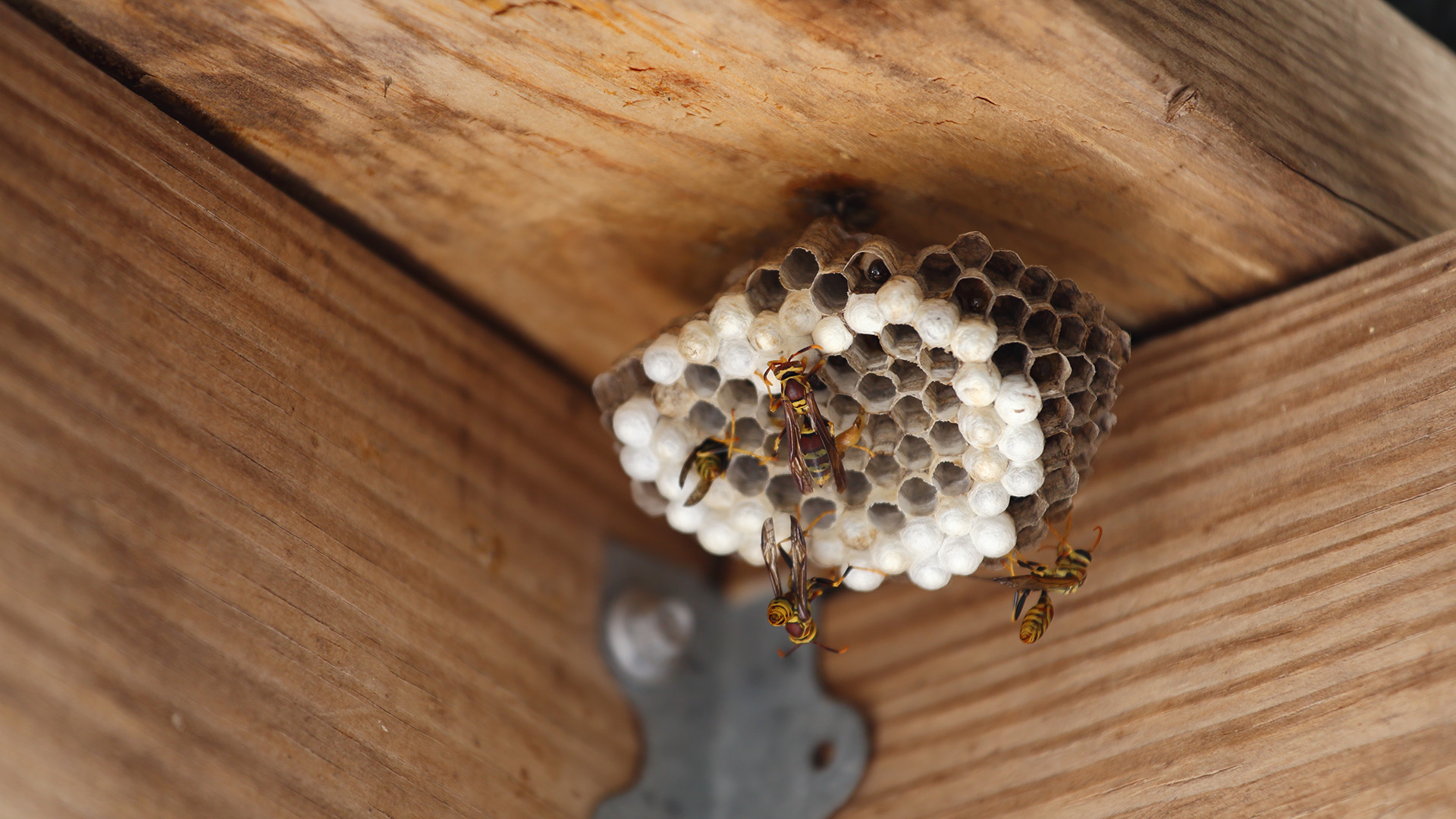 Yellow jacket wasps on papery nest under wooden overhang near metal bracket