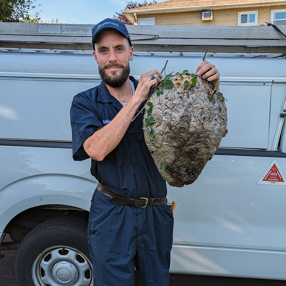 Pest control worker holding a large hornet nest during residential removal