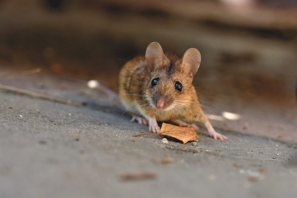 Brown mouse close-up crouching on dusty concrete floor with whiskers and pink paws