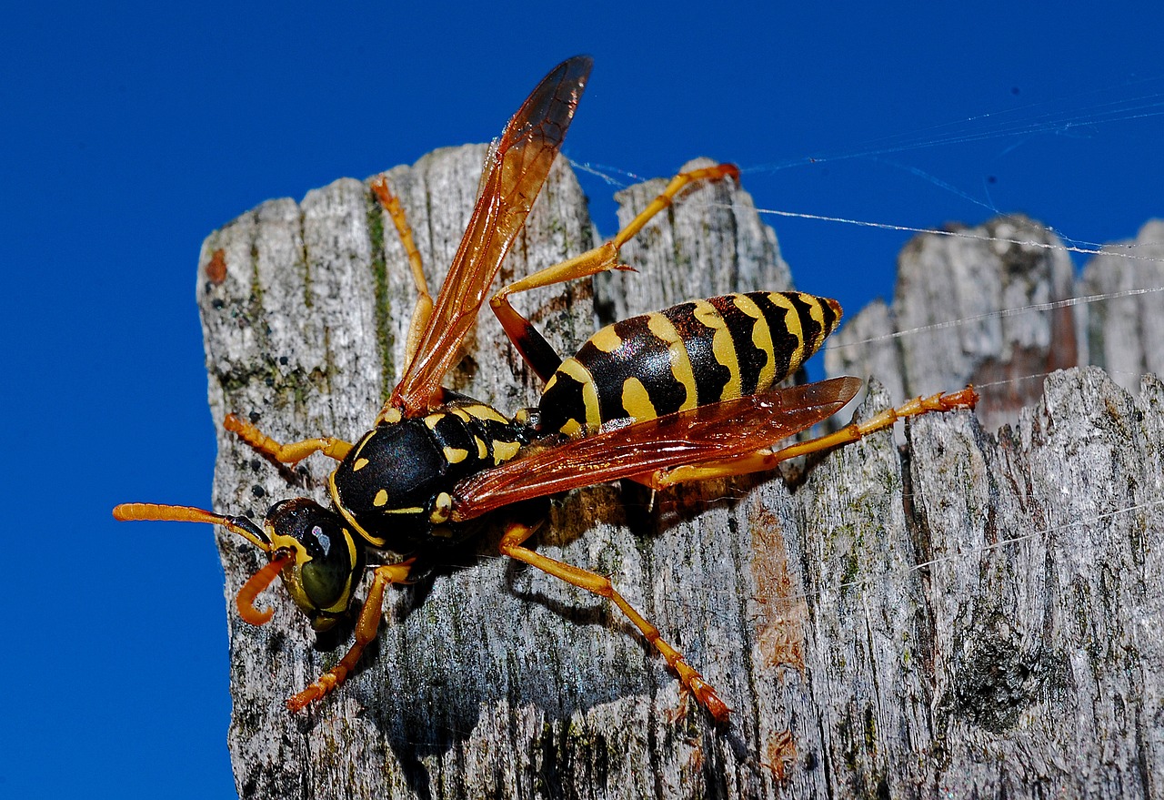 Yellow and black wasp macro on weathered wood against blue sky