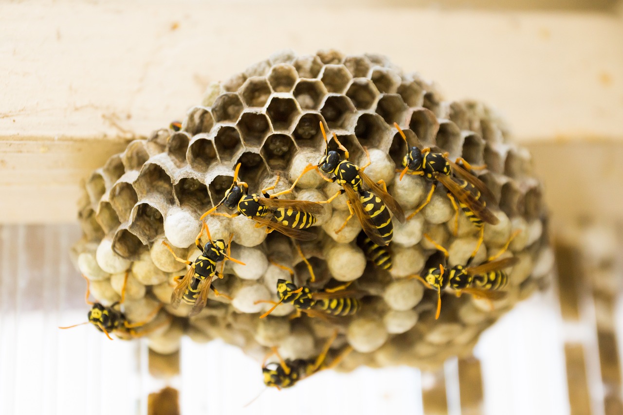 Active wasp nest under wooden beam with striped wasps tending papery hexagonal cells