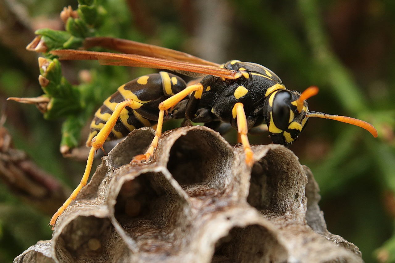 Yellow and black paper wasp on hexagonal nest macro close-up