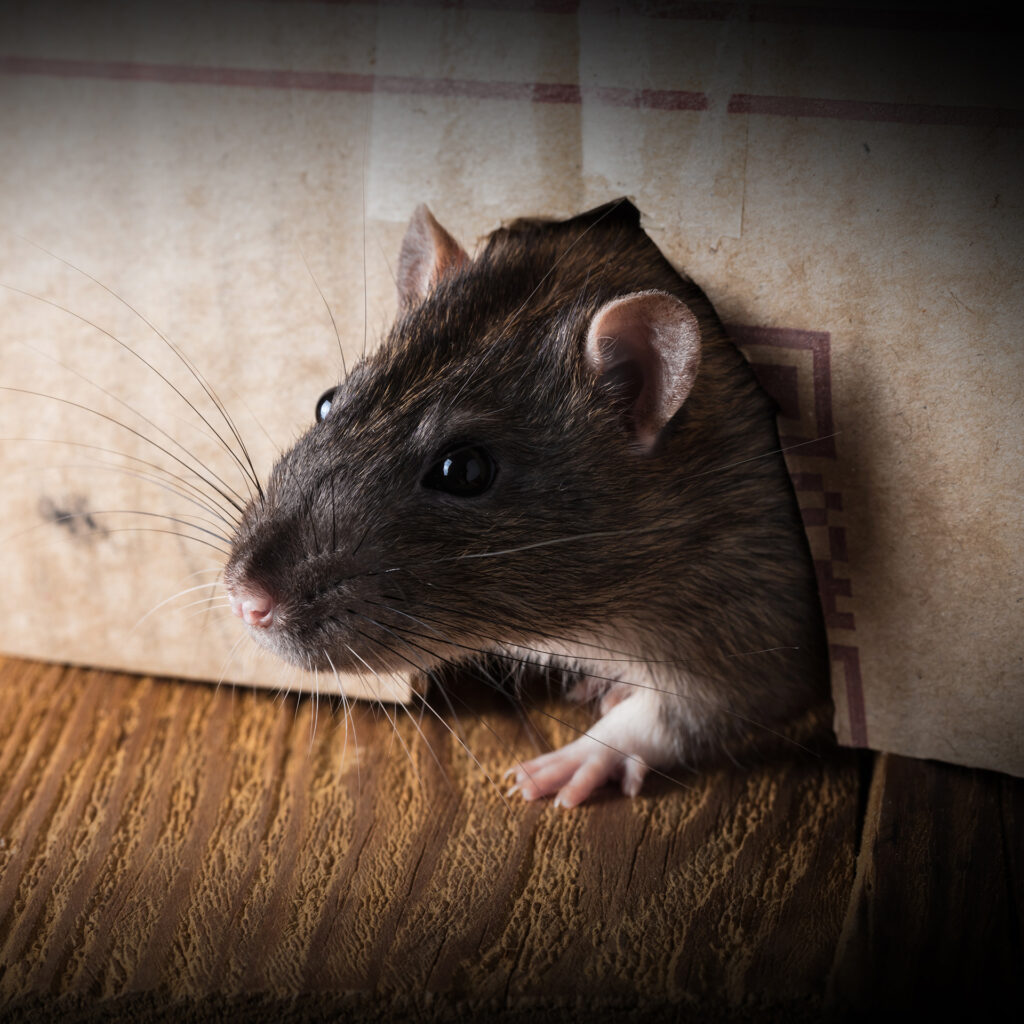 Brown rat peeking through a ragged cardboard hole on a wooden surface