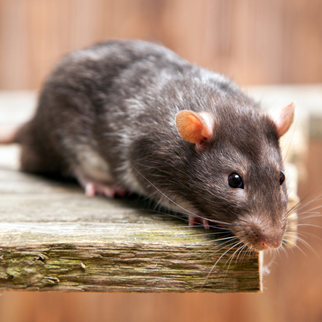 Curious gray rat sniffing on weathered wooden plank