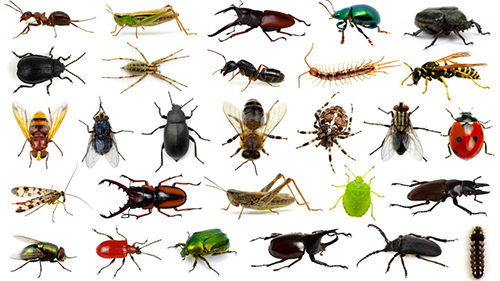Diverse insect and arthropod specimen collection on white background