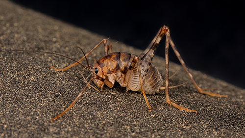 Brown cave cricket on rough stone with long antennae and folded jumping legs