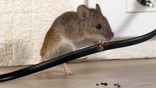Small mouse eating on black electrical cable near wall outlet indoors