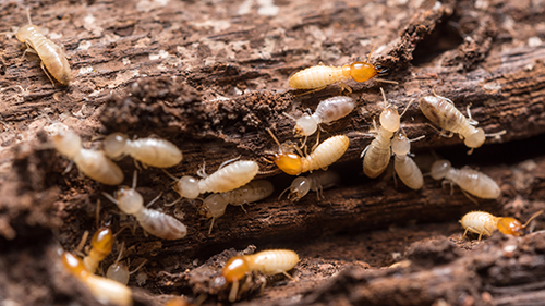 Termite colony feeding on rotting wood fibers