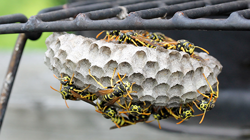 Active paper wasp nest under metal grate with yellow-black wasps