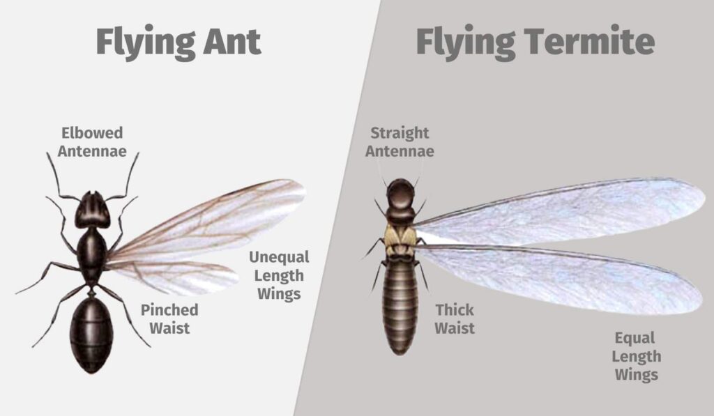 Flying ant vs. termite swarmer comparison -- Long Island pest identification guide
